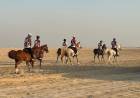 VETERINARIO LOCAL QUE TRABAJA CON CABALLOS EN QATAR
