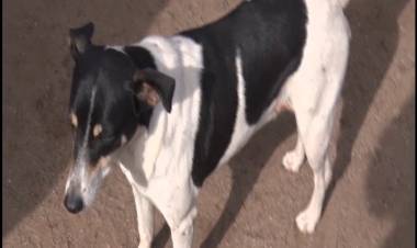 LA CUARENTENA COMPLICÓ LA SITUACIÓN DE PERROS CALLEJEROS