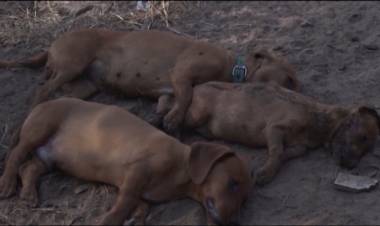 INDIGNACIÓN POR ENVENENAMIENTO DE MASCOTAS