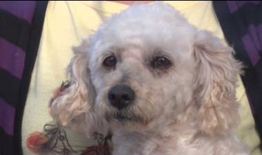 SÍNTOMAS, RECOMENDACIONES Y CUIDADOS ANTE EL ENVENENAMIENTO DE UNA MASCOTA