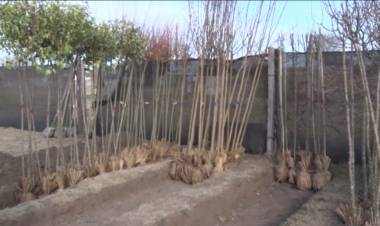 CONSEJOS Y TIPS A LA HORA DE LA IMPLANTACIÓN DE ESPECIES