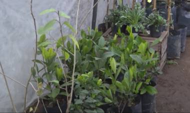 QUE ESPECIES SON ADECUADAS PARA NUESTRA ZONA