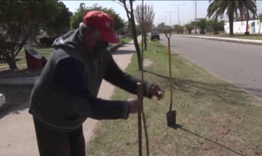 RENOVACIÓN DEL ARBOLADO URBANO