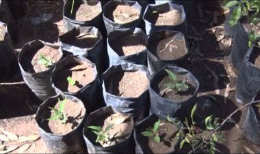 SE RETOMARON LAS TAREAS EN EL VIVERO MUNICIPAL