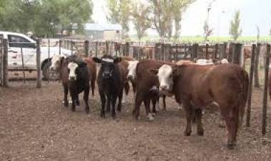 MONDINO SE PREPARA PARA FESTEJAR LOS 20 AÑOS EN HUIDOBRO