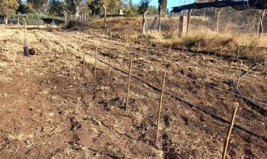 COLOCACIÓN DE MIL VARILLAS DEL PLAN AGROFORESTAL