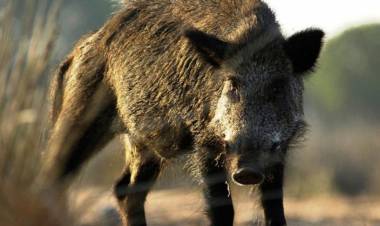 "SI PROHÍBEN LA CAZA EN POCO TIEMPO TENEMOS A LOS JABALÍES EN EL PUEBLO"