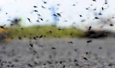 MOSQUITOS, EN HUIDOBRO NO SE IMPLEMENTARAN FUMIGACIONES