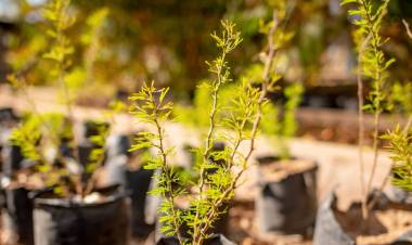 EL VIVERO MUNICIPAL YA CUENTA CON ESPECIES PARA LA VENTA