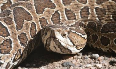 EVOLUCIONA FAVORABLEMENTE EL JOVEN MORDIDO POR UNA YARARÁ