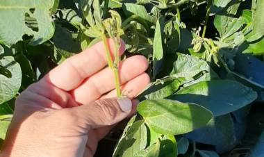 LAS HELADAS Y LA SEQUÍA PONEN EN JAQUE A LA ACTIVIDAD AGRÍCOLA ZONAL