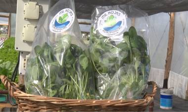 YA ESTÁ A LA VENTA LA PRIMERA PRODUCCIÓN DEL VIVERO HIDROPÓNICO