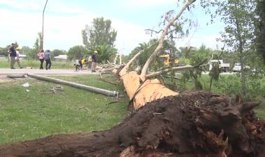 TRABAJOS DE PODA EN EL ACCESO JUAN PABLO II