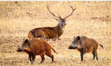 CÓRDOBA HABILITÓ LA CAZA DEL JABALÍ Y DEL CIERVO