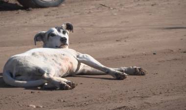 TODO PERRO QUE SE ENCUENTRE EN LA VÍA PÚBLICA SERÁ LLEVADO A CASTRACIÓN