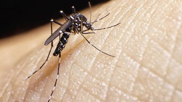 PRIMER CASO DE DENGUE EN HUIDOBRO