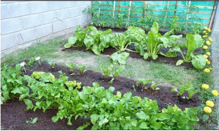 LANZAMIENTO DEL PROGRAMA LA HUERTA EN TU HOGAR