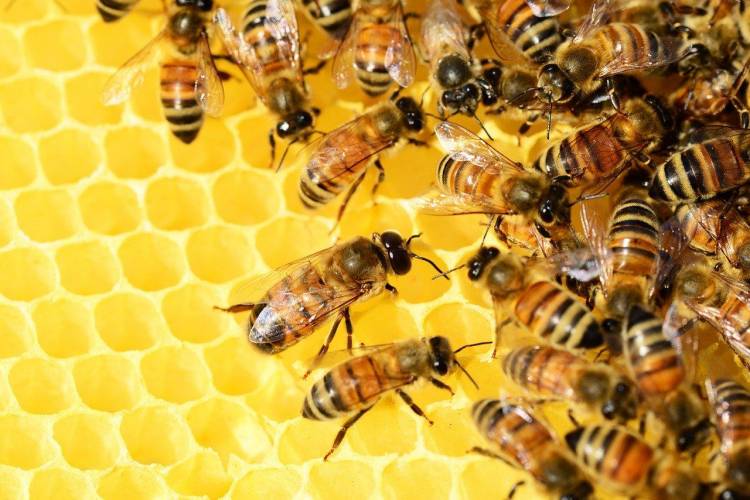 20 DE MAYO DÍA MUNDIAL DE LAS ABEJAS