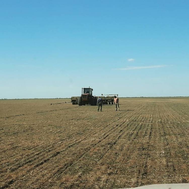 CAMPAÑA DE FINA: ACTUALIDAD AGRÍCOLA EN LA ZONA