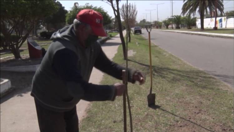 RENOVACIÓN DEL ARBOLADO URBANO