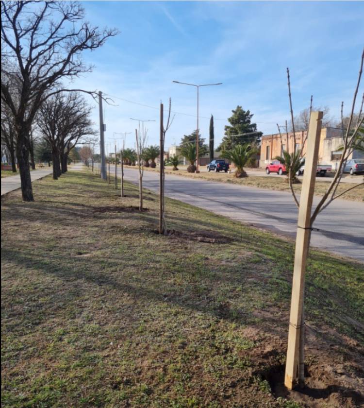 AVANZA A BUEN RITMO EL PROGRAMA DE REFORESTACIÓN URBANA