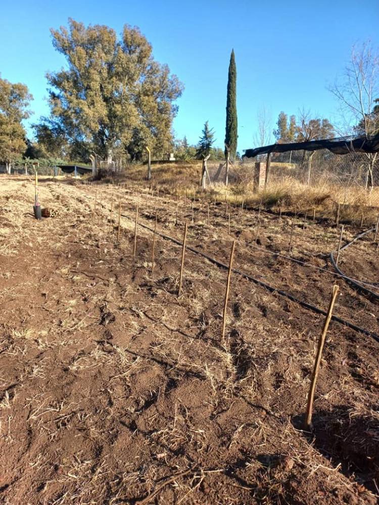 COLOCACIÓN DE MIL VARILLAS DEL PLAN AGROFORESTAL