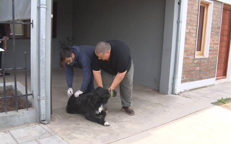 COMENZÓ LA VACUNACIÓN ANTIRRÁBICA PARA PERROS Y GATOS