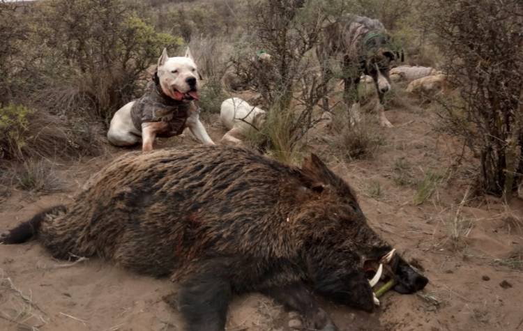 HABILITAN LA CAZA DEL JABALÍ EN LA PROVINCIA DE SAN LUIS