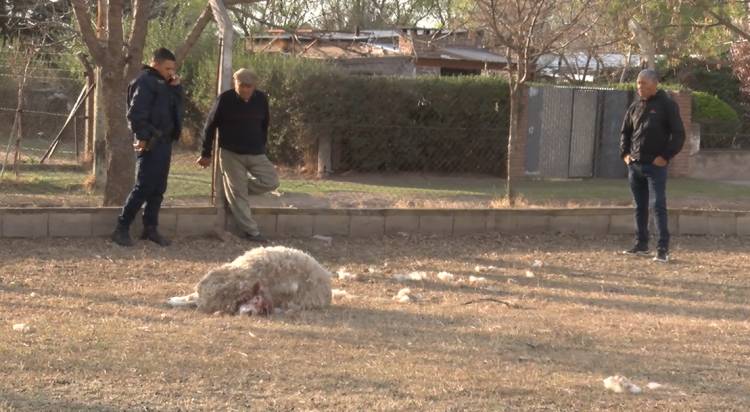 PERROS MATARON CINCO OVEJAS EN EL PREDIO DE SANTA RITA