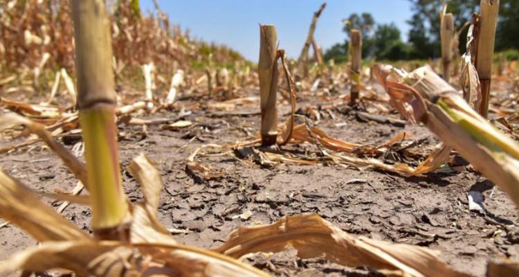 LA FALTA DE LLUVIAS AFECTA A TODO EL SUR PROVINCIAL