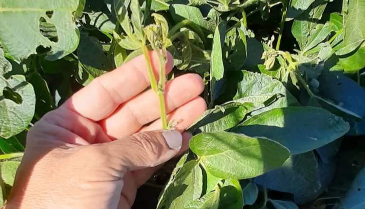 LAS HELADAS Y LA SEQUÍA PONEN EN JAQUE A LA ACTIVIDAD AGRÍCOLA ZONAL