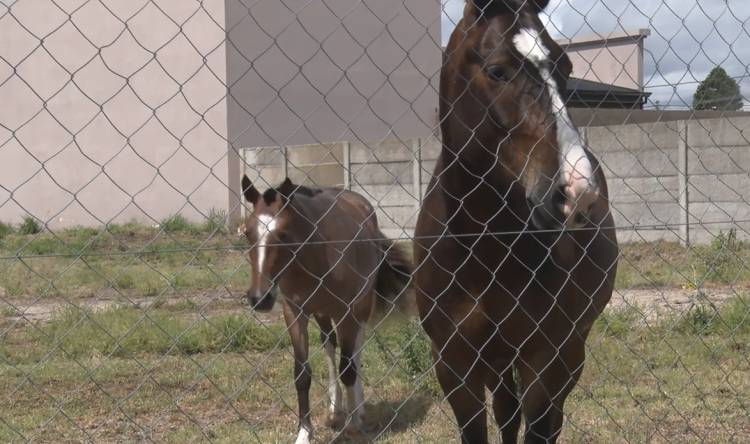 UN BROTE DE ENCEFALOMIELITIS EQUINA PREOCUPA AL SENASA