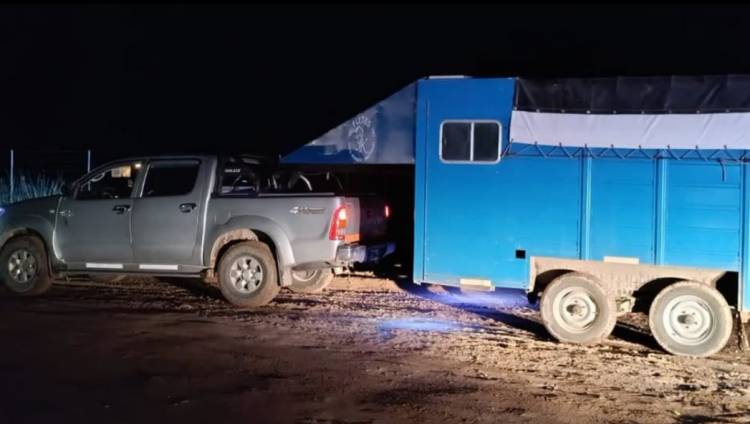 TRES PERSONAS DETENIDAS POR TRANSPORTAR VACUNOS SIN DOCUMENTACIÓN